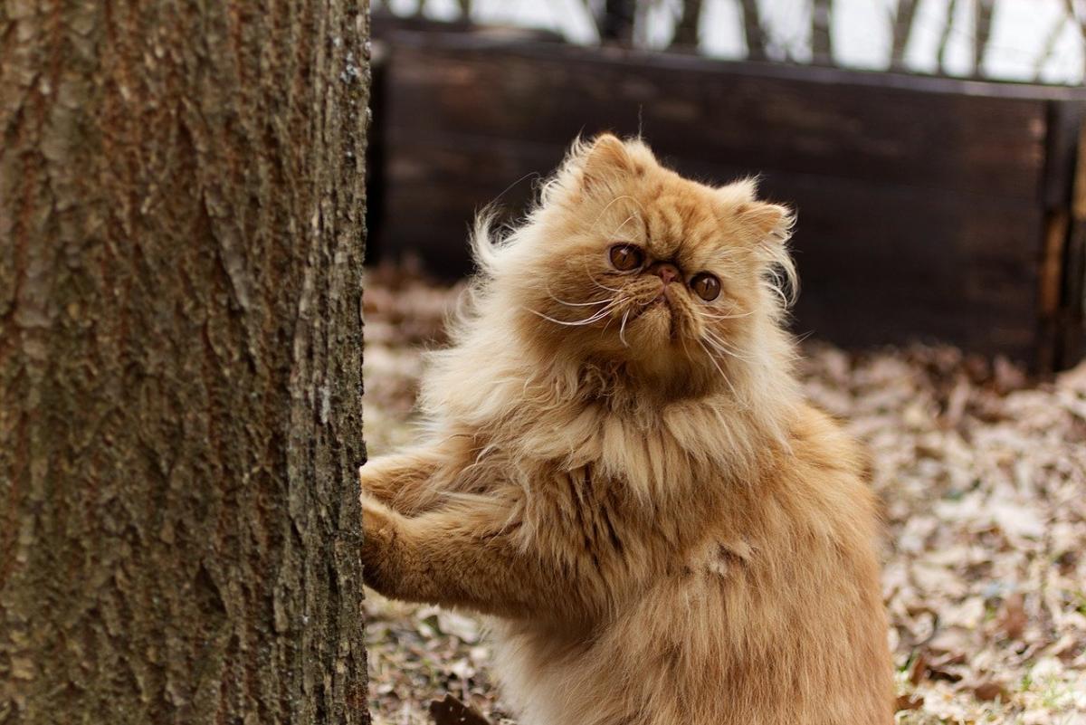 Chat de race Persan extérieur