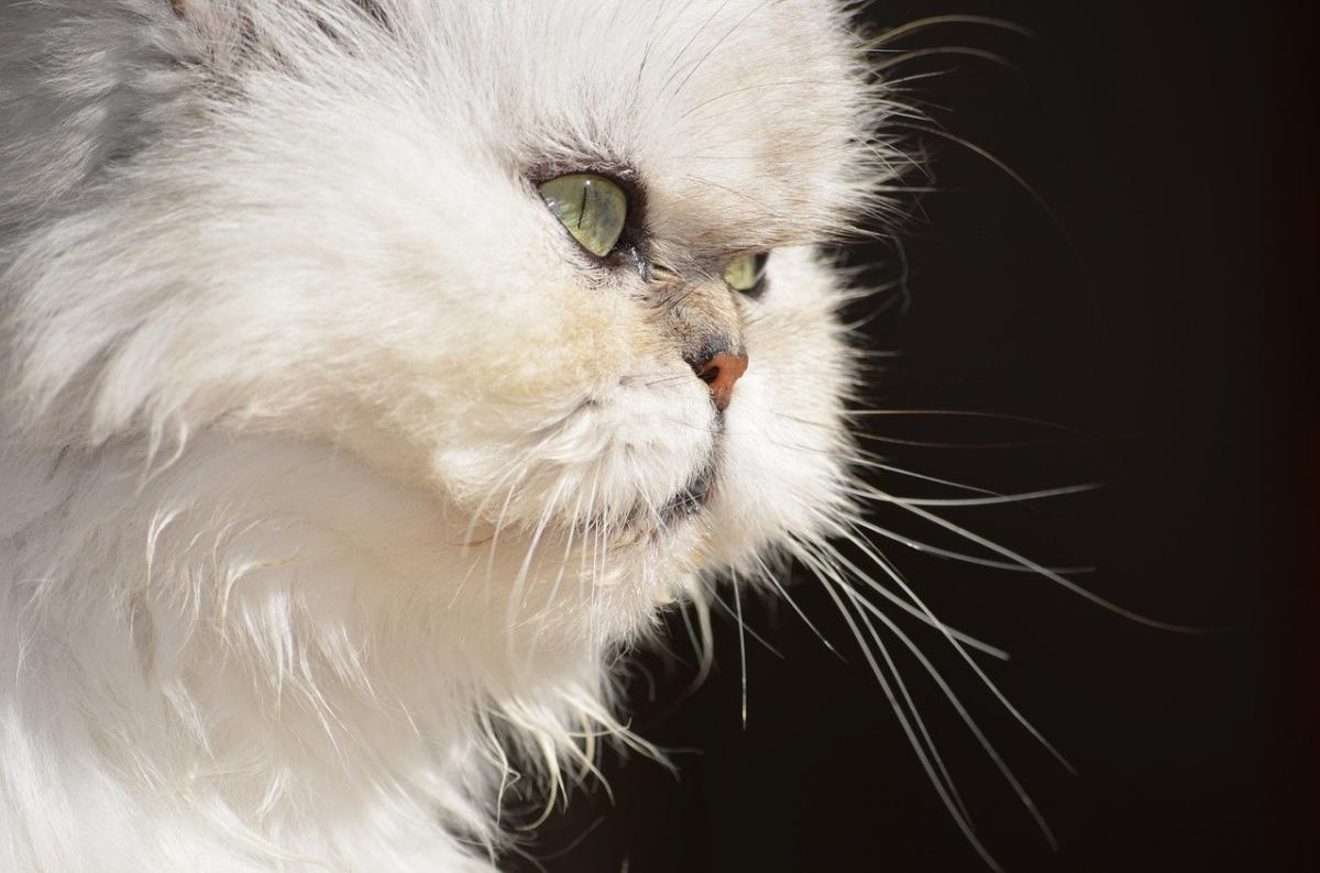 Chat de race Persan
