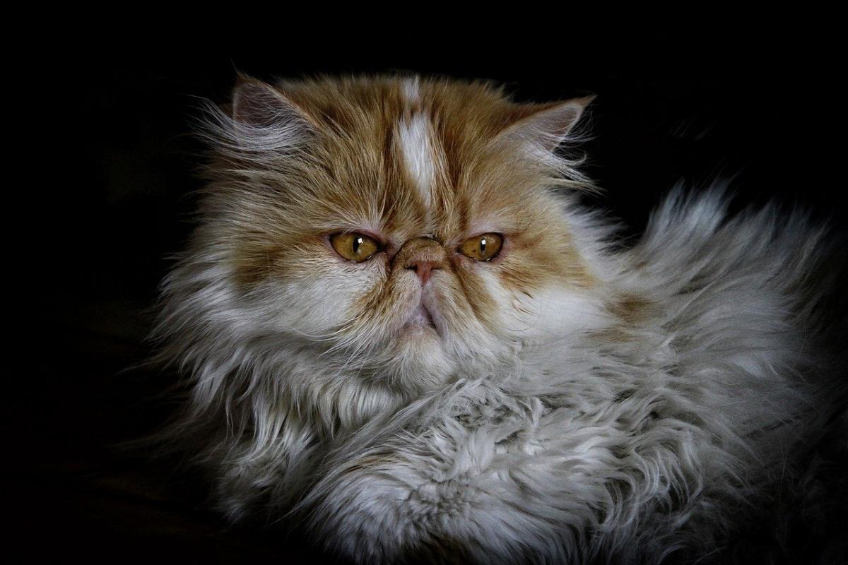 Chat de race Persan