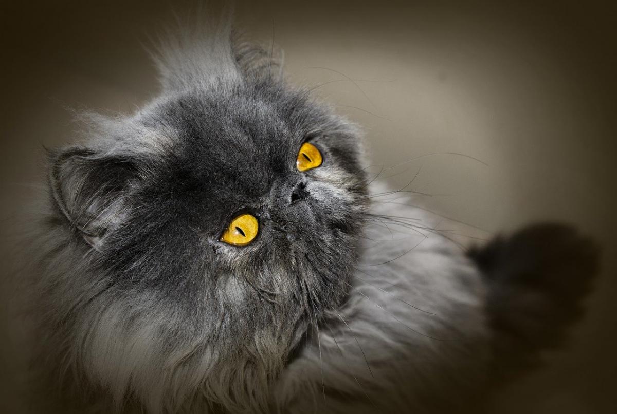 Chat de race Persan