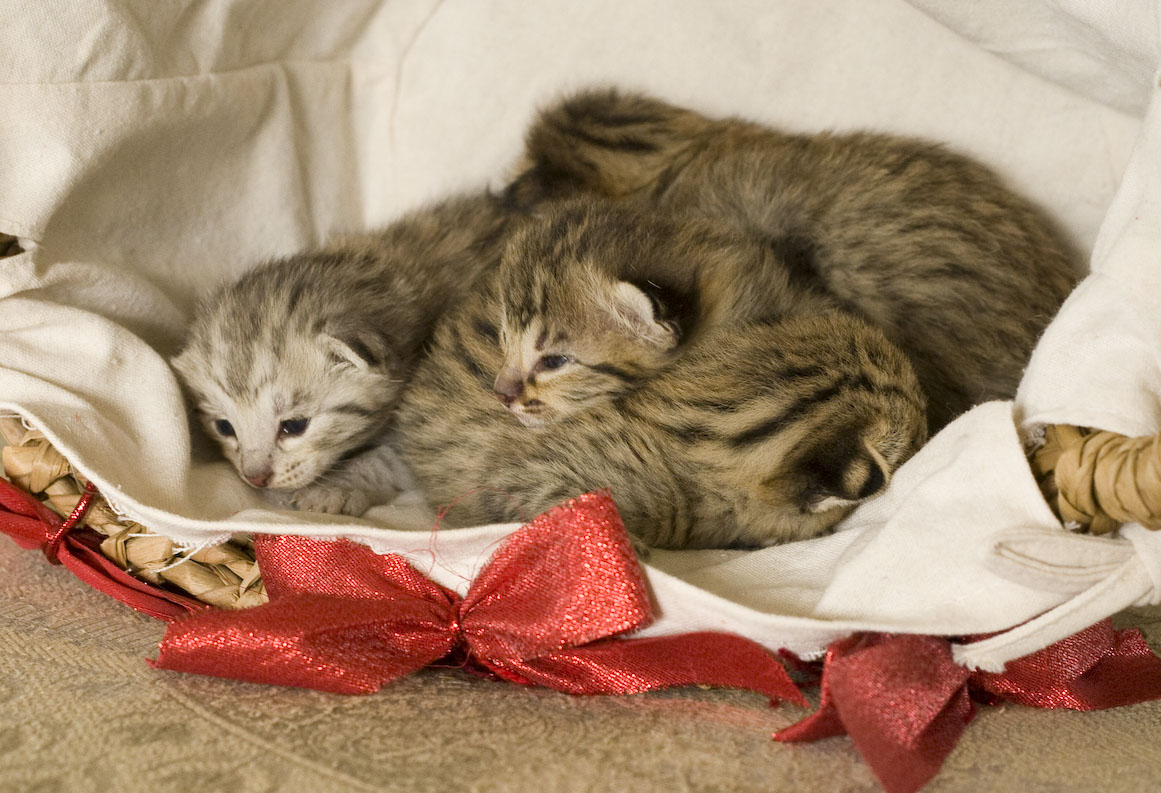 Chatons Savannah