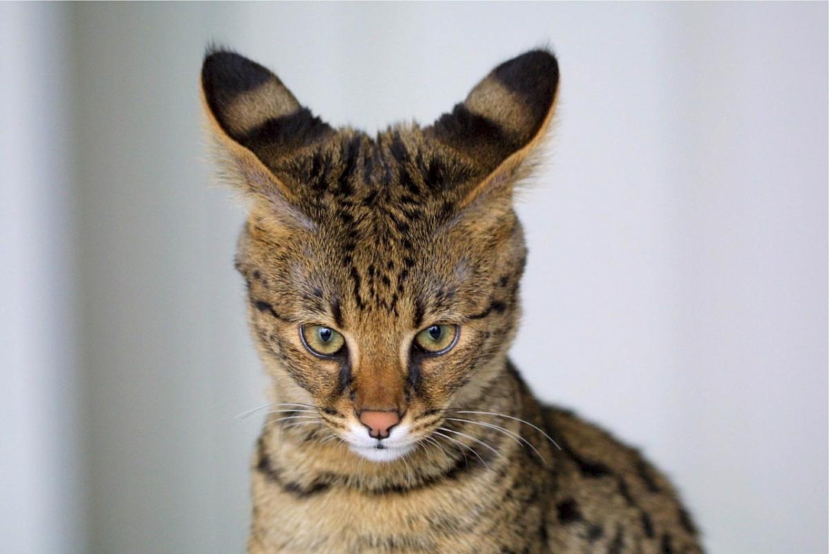 Chat Savannah
