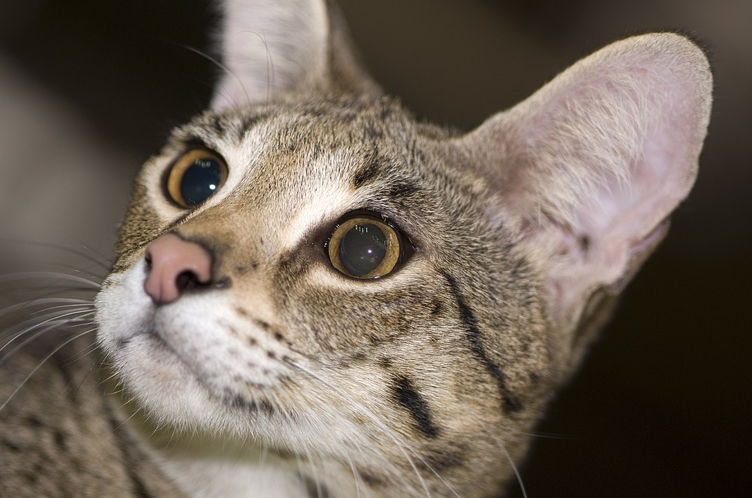 Chat Savannah