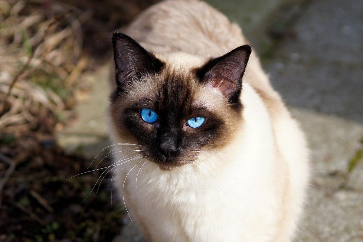 Chat de race Siamois