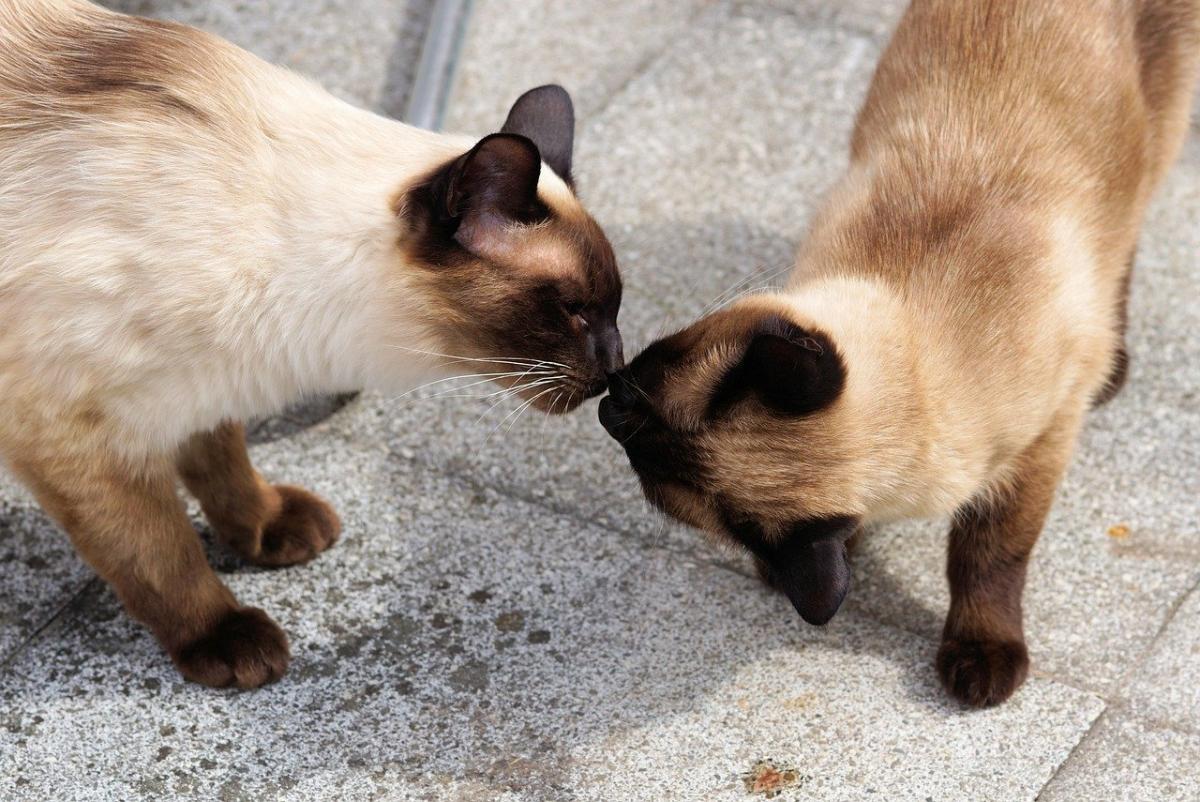 Deux Chat de race Siamois
