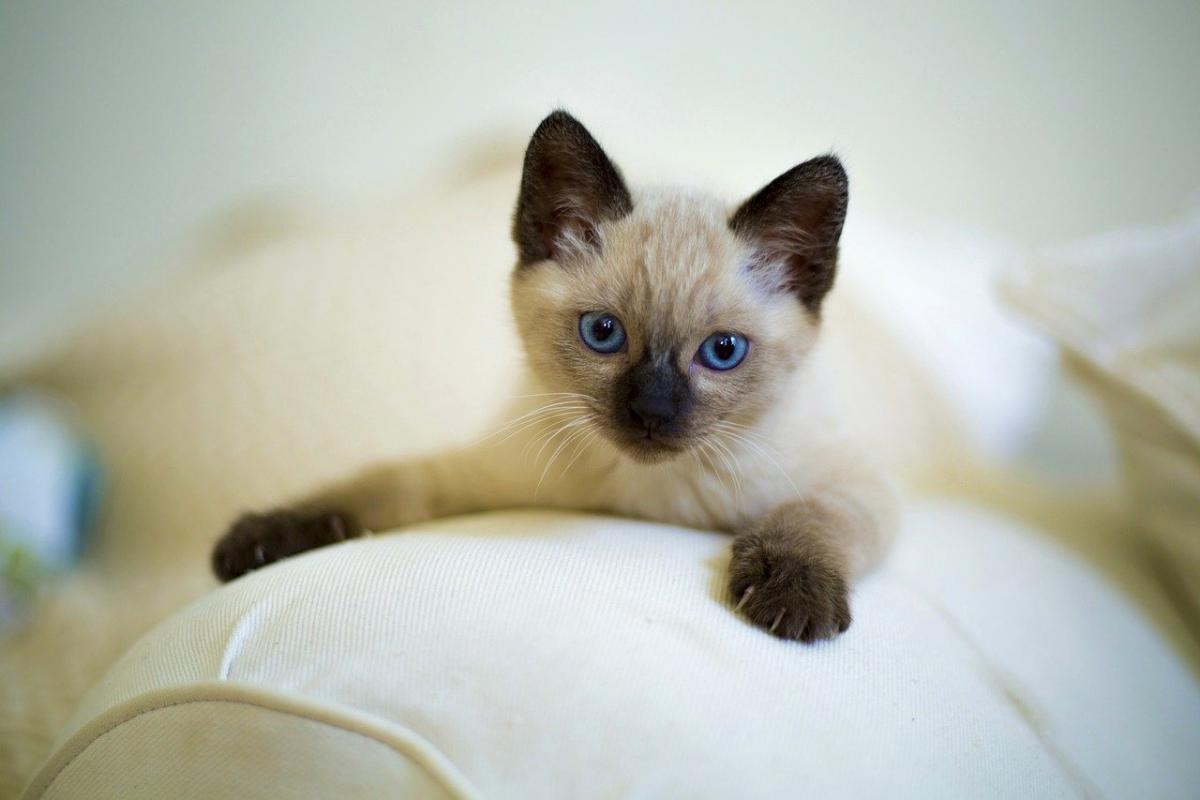 Chaton de race Siamois