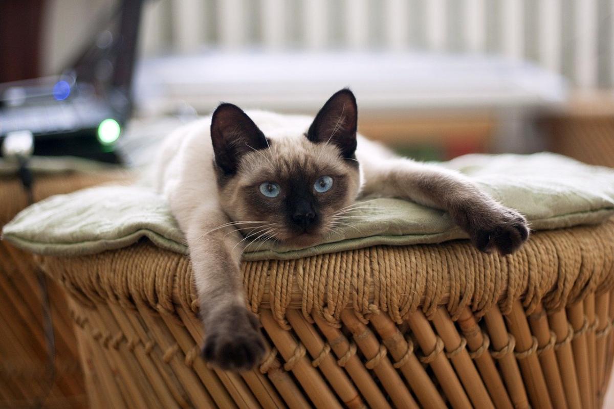 Chat de race Siamois couché