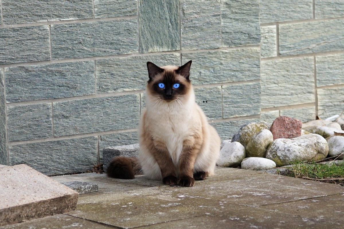 Chat de race Siamois assis