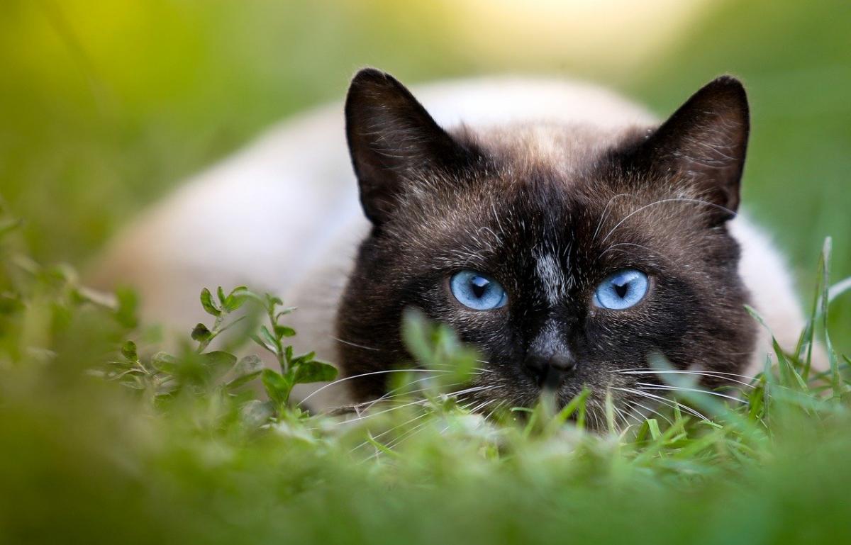 Chat de race Siamois jardin