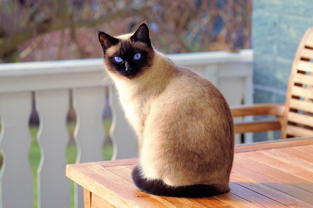 Chat de race Siamois