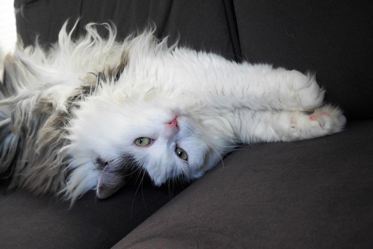 Chat de Race Sibérien blanc et noir