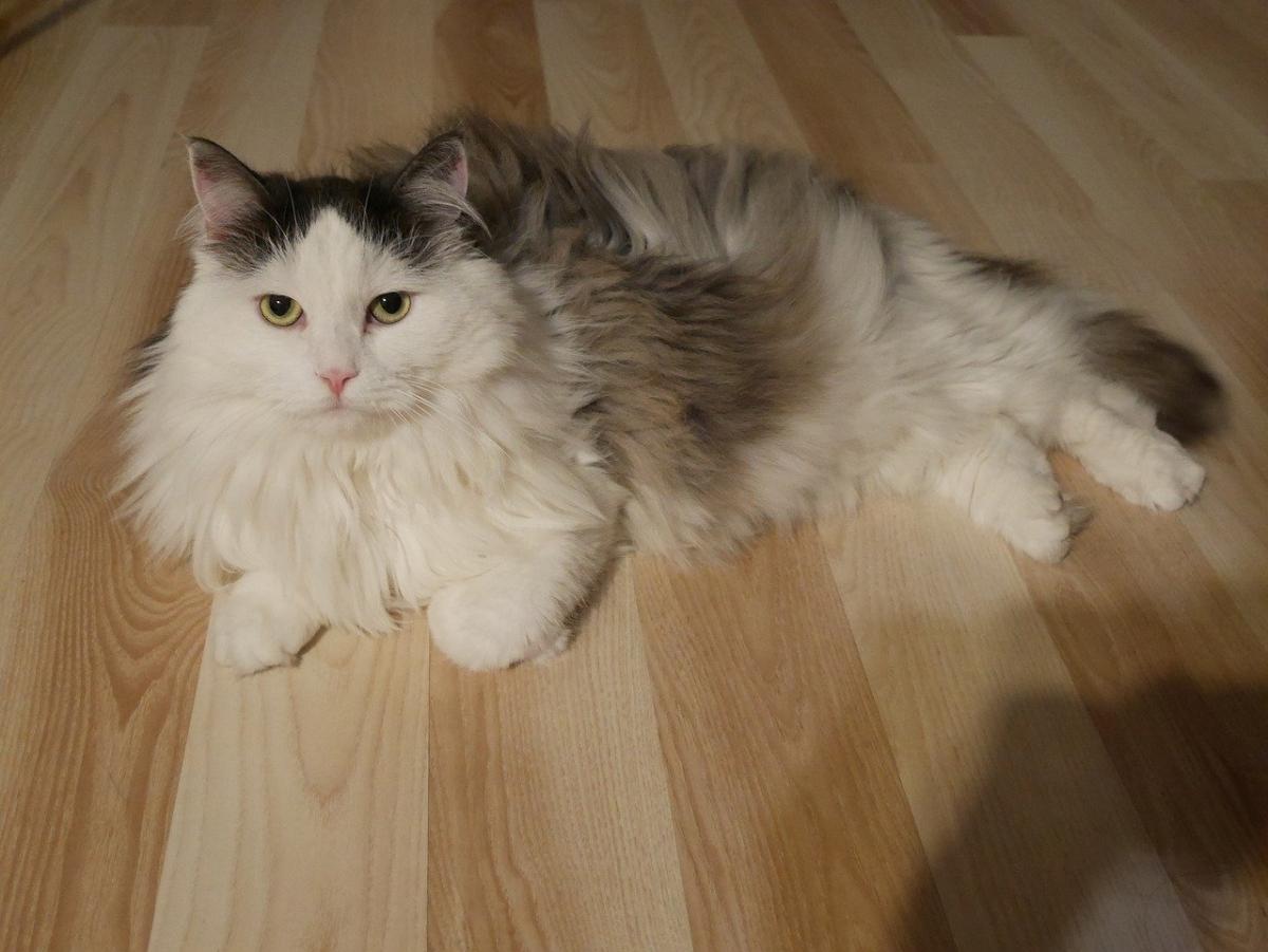Chat de Race Sibérien sur le parquet