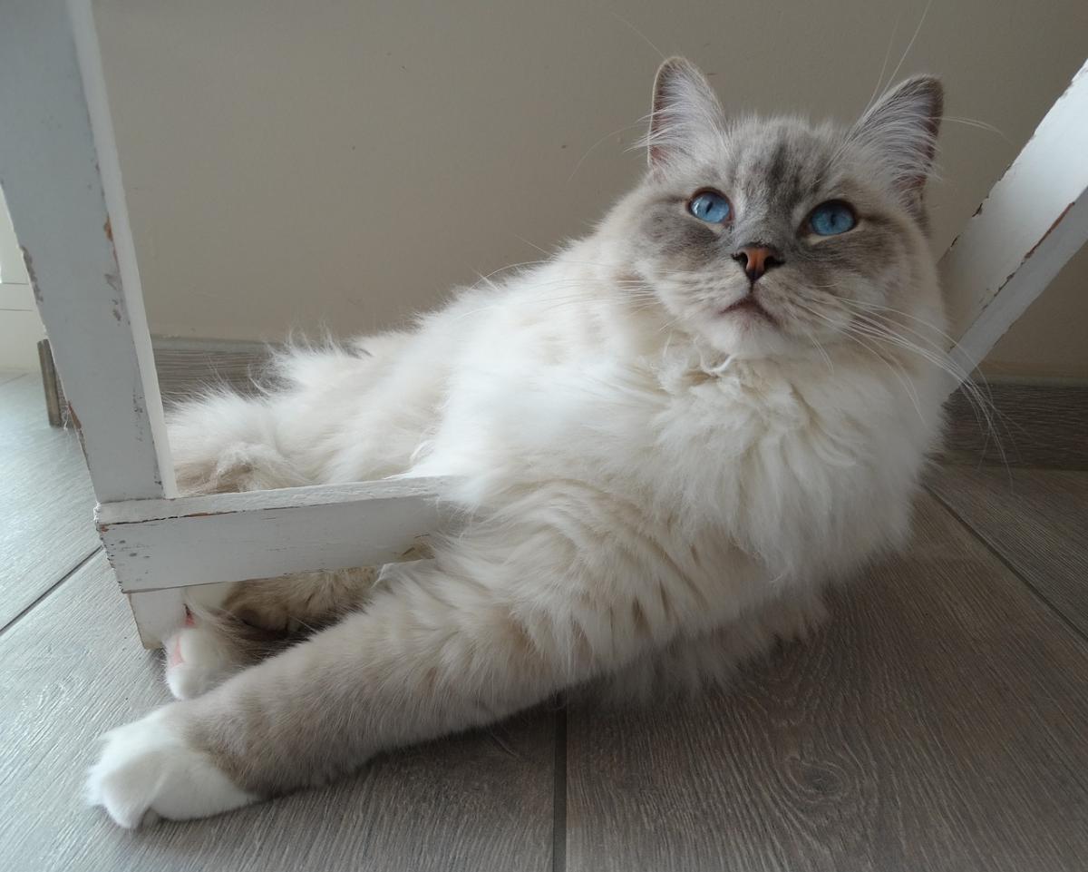 Ragdoll couché sur chaise