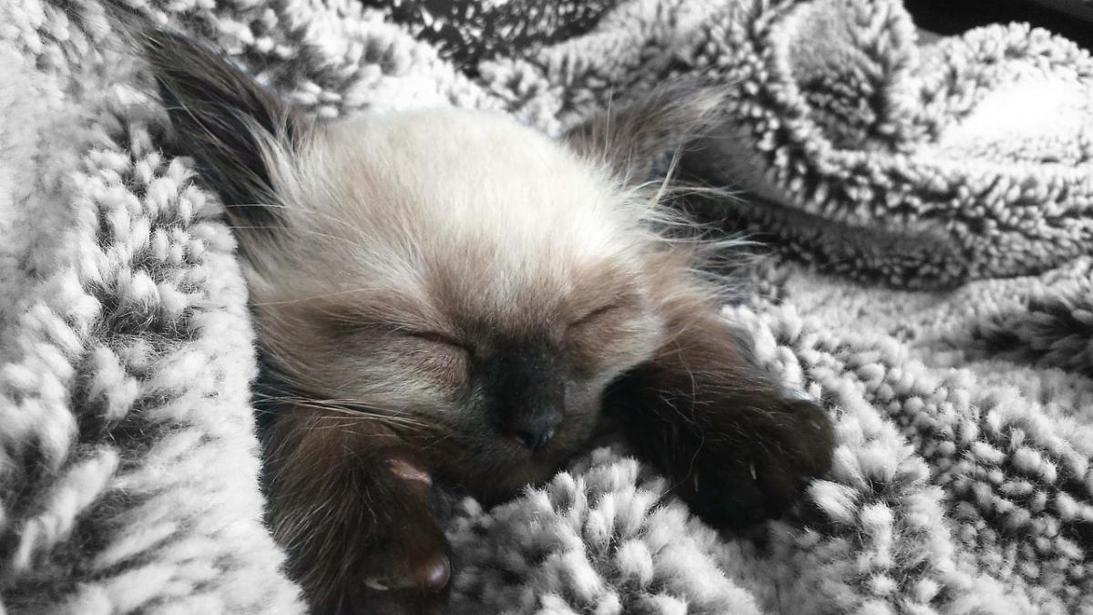 Chaton Ragdoll
