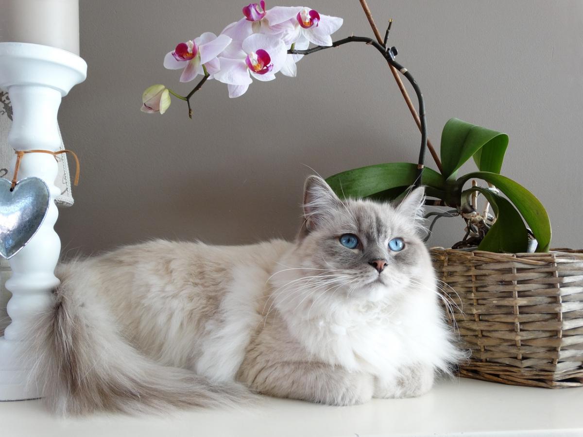 Photo chat Ragdoll très beau