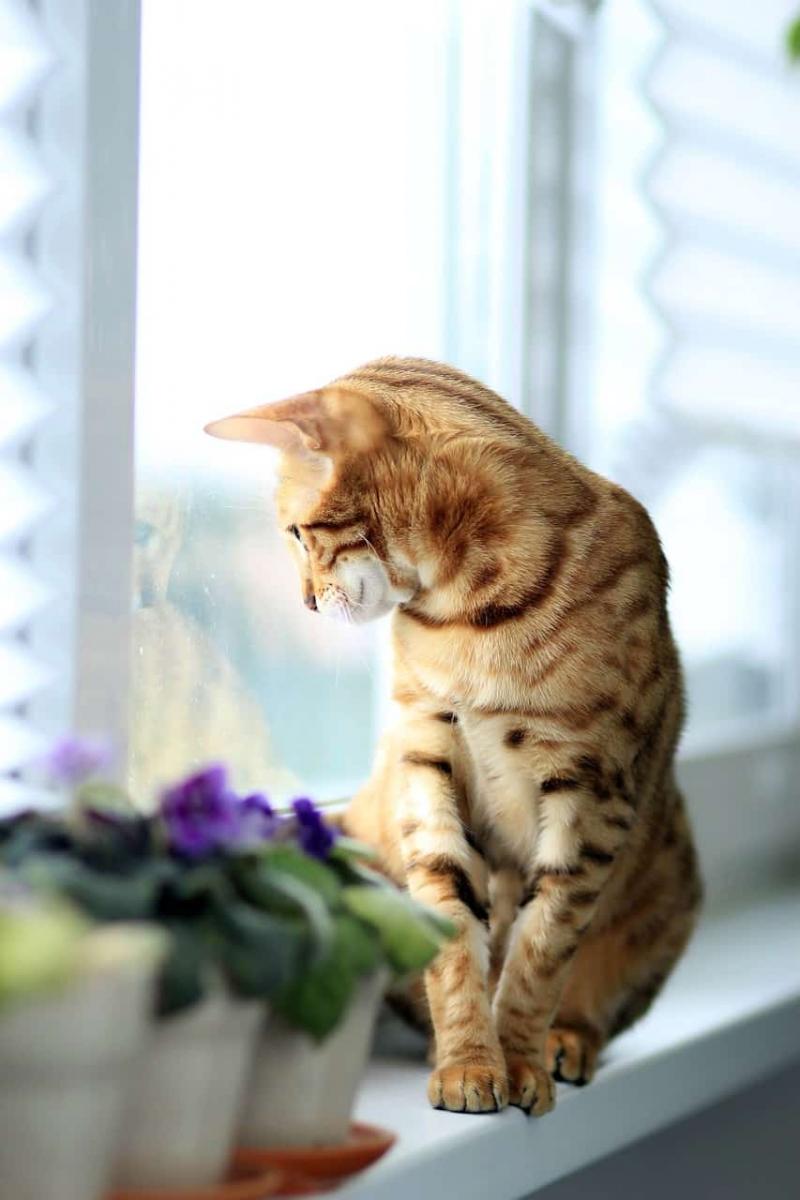 Chat Bengal regarde dehors depuis l'intérieur