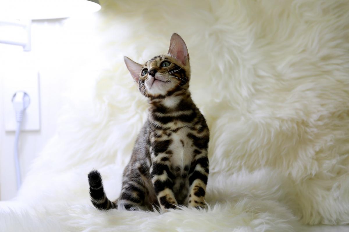 Chaton Bengal