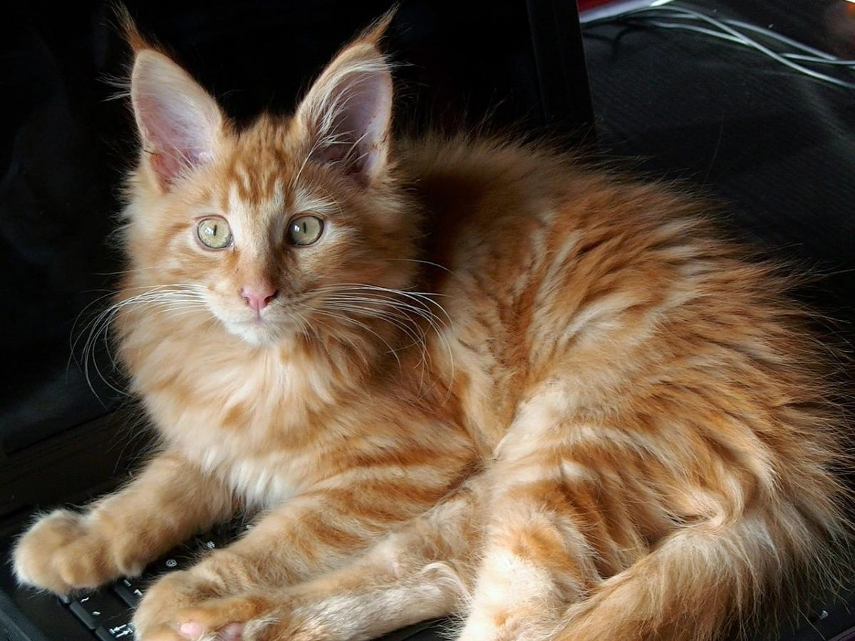 Maine Coon Caract re ducation Sant Prix Tout Savoir Sur Lui Maine Coon Caract re ducation Sant Prix Tout Savoir Sur Lui