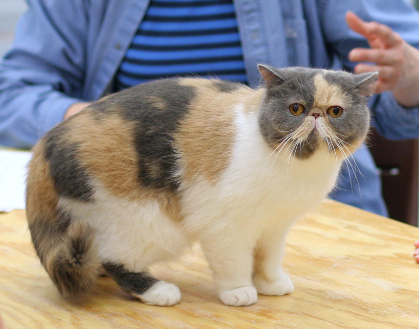Exotic Shorthair race de chat
