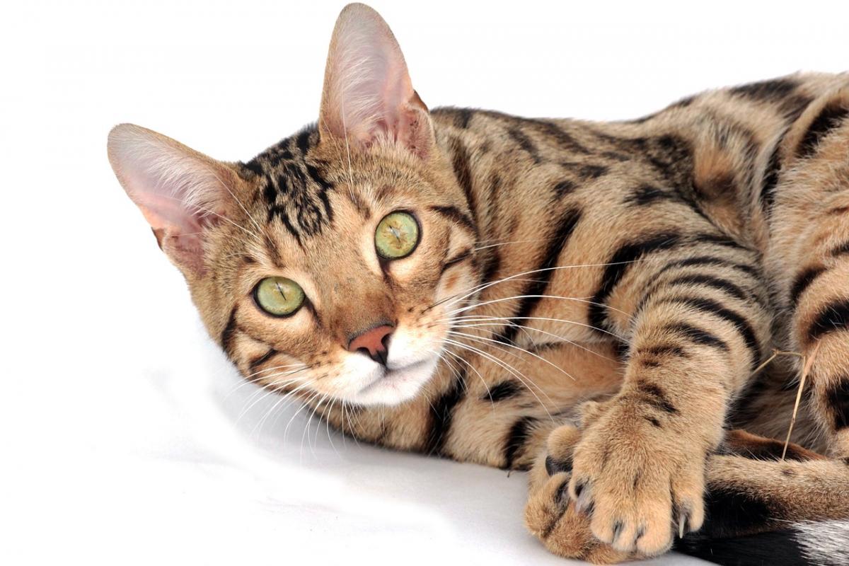 Le Bengal race chat