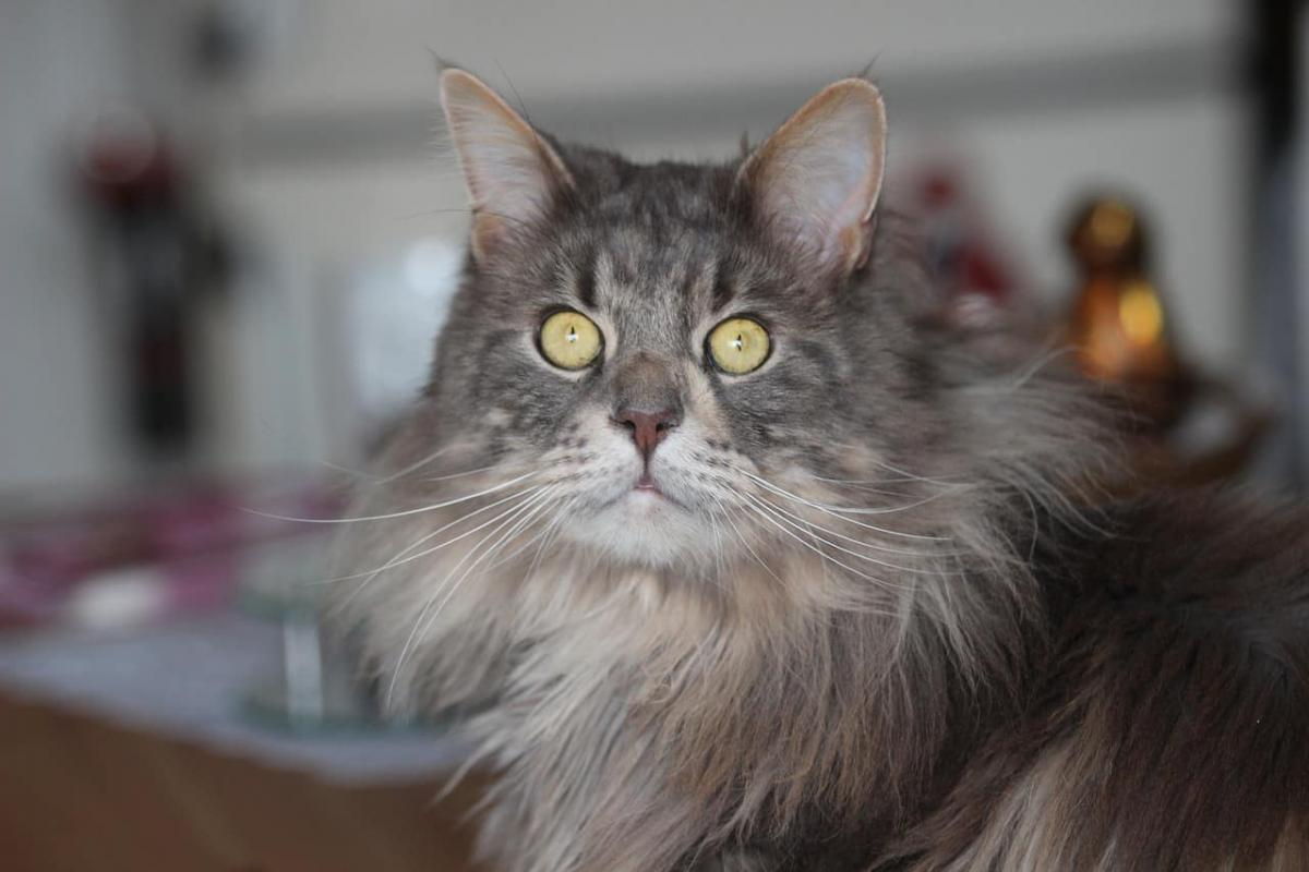 Maine Coon de face dans cuisine