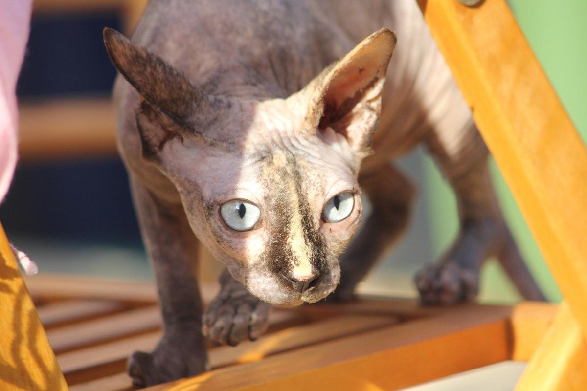 Chat de race Sphynx