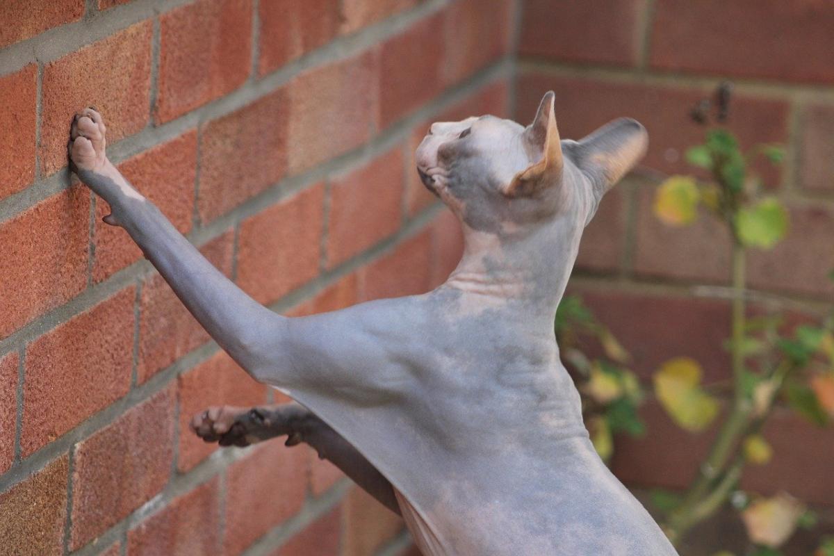 Chat de race Sphynx dehors