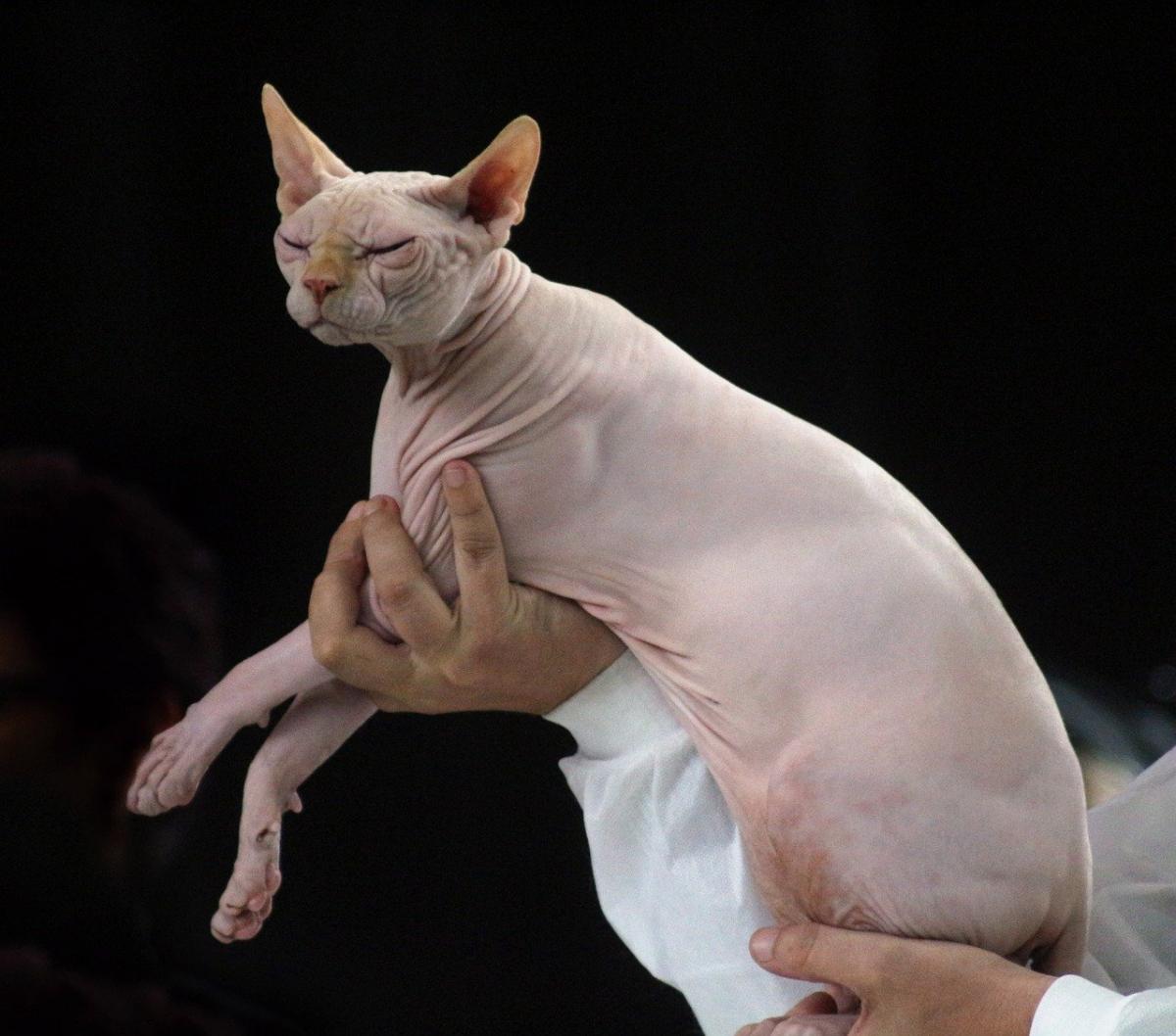 Chat de race Sphynx porté
