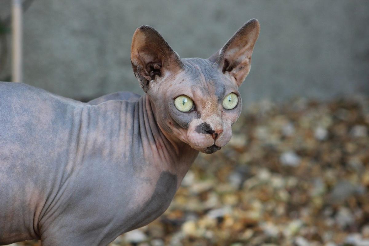 Chat de race Sphynx