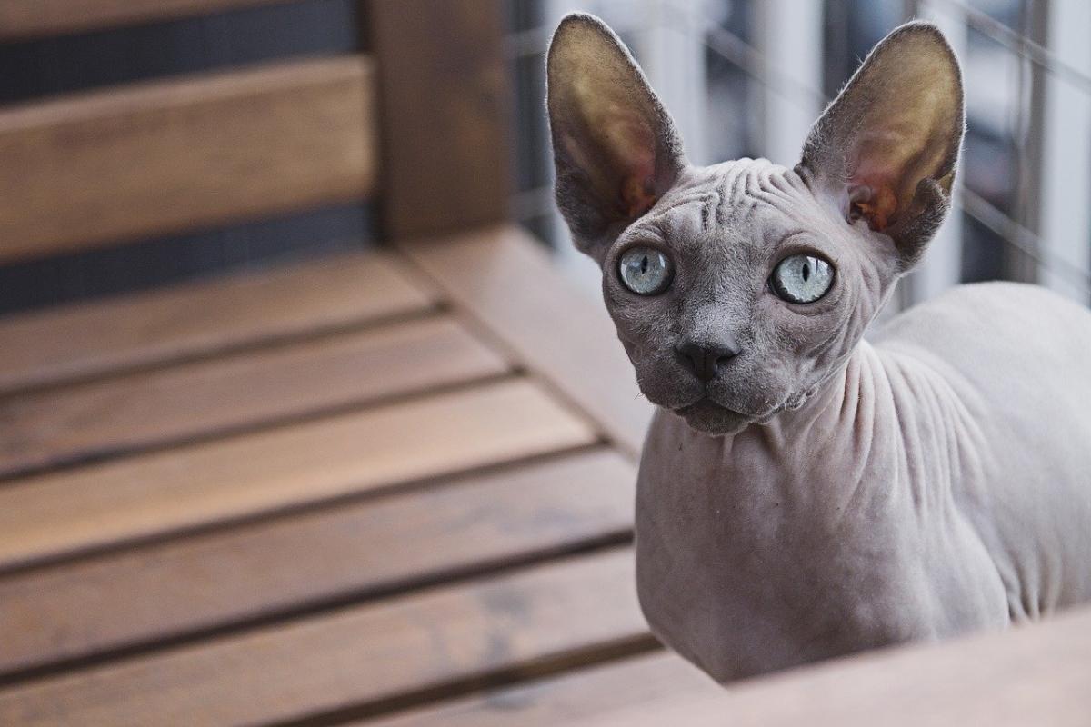 Chat de race Sphynx