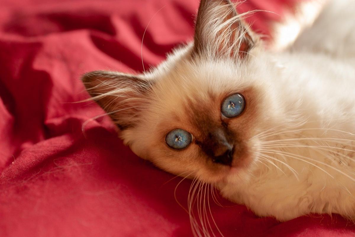 Chaton de race Sacré de Birmanie