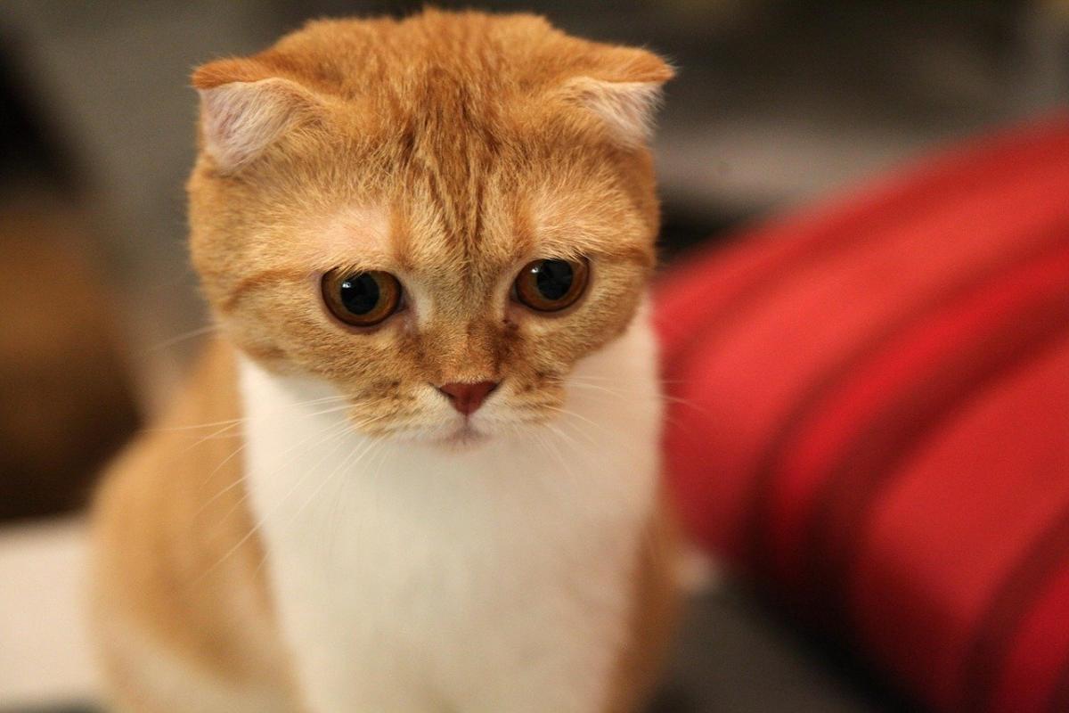 Jeune Chat de Race Scottish Fold