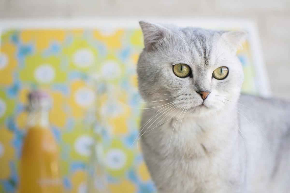 Chat de Race Scottish Fold