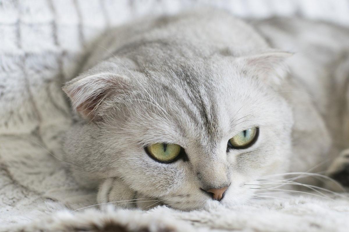 Chat de Race Scottish Fold couché