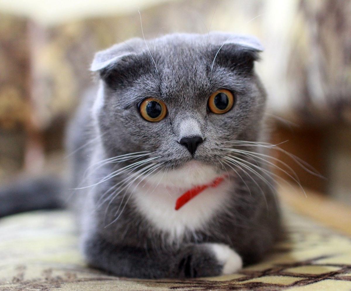 Chat de Race Scottish Fold