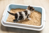 Révolution au Rayon Litière : Le guide Ultime pour un Chat en pleine Santé et une Maison sans Odeurs