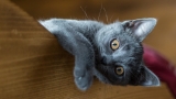 Le Chartreux : Caractère, éducation, santé, prix – Le bon chat pour vous ?
