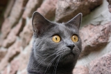 Décrypter ce que vous dit votre chat – Comprendre le langage du chat