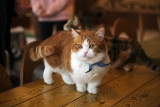 Munchkin : 5 Choses à Savoir sur l’un des plus Petits Chat du Monde