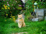 Chat perdu que faire ? Comment le retrouver rapidement ? Comment éviter le chat fugueur ?