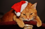3 Raisons qui font que votre Chat n’aime pas Noël !