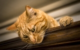 Pourquoi mon chat jette tout par terre ?