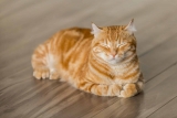 Pourquoi les Chats Ronronnent ?