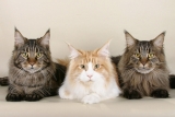 5 Races de Chats les Plus Grands du Monde