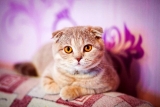 Scottish Fold : Caractère, éducation, santé, prix – Le bon chat pour vous ?